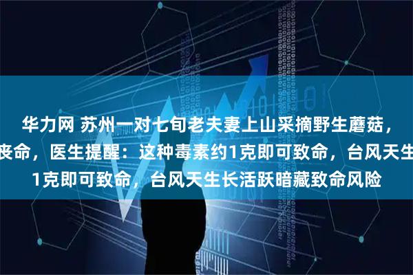 华力网 苏州一对七旬老夫妻上山采摘野生蘑菇，回家煮汤食用后险些丧命，医生提醒：这种毒素约1克即可致命，台风天生长活跃暗藏致命风险